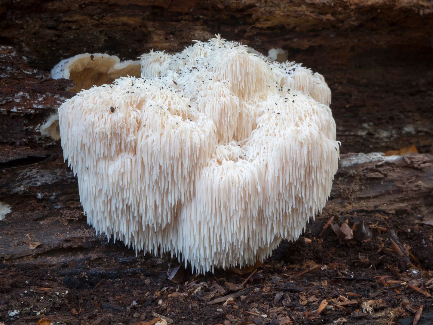 Směs reishi a hericium - Myco-Zen - Mushrooms For Life